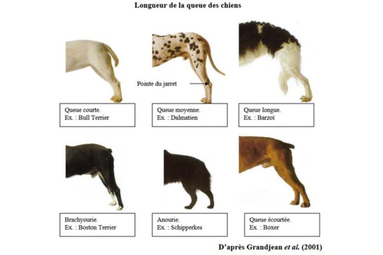 mon-chien-remue-sa-queue-qu-est-ce-que-a-veut-dire